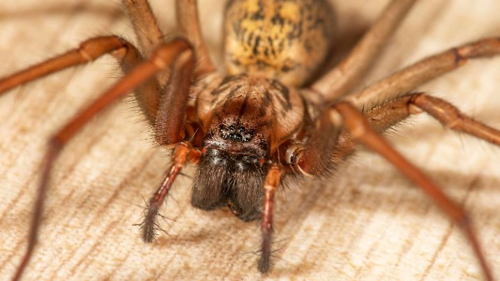 Sind Winkelspinnen gefährlich? Haarige Kleinmonster kommen ins Haus