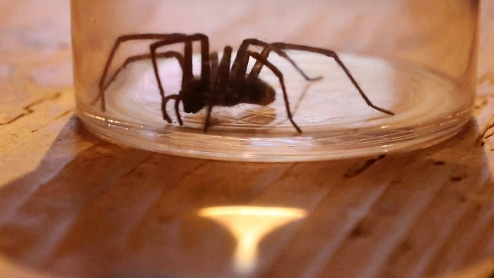 Die Winkelspinne kann ganz einfach mit einem Glas gefangen und abtransportiert werden 😉