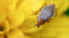 KINA - Schabe sucht leckeres Blatt