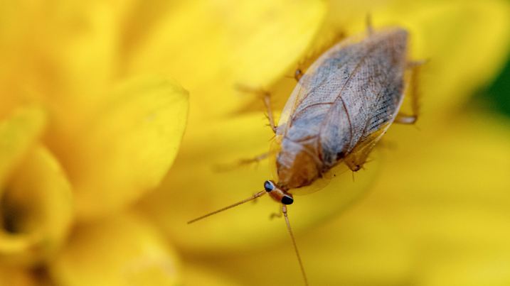 KINA - Schabe sucht leckeres Blatt