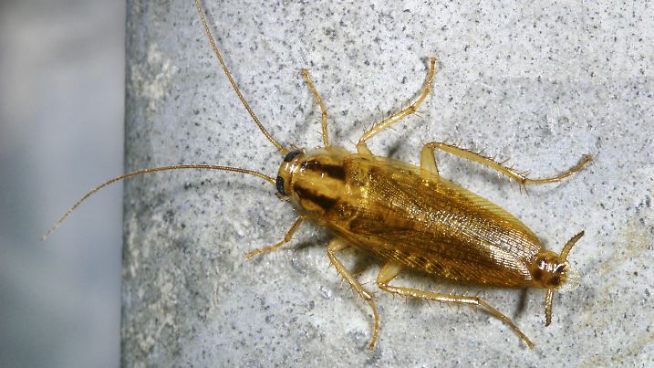Deutsche Schabe, Hausschabe, Haus-Schabe, Kuechenschabe, Kuechen-Schabe, Kakerlake, Blattella germanica, German cockroach