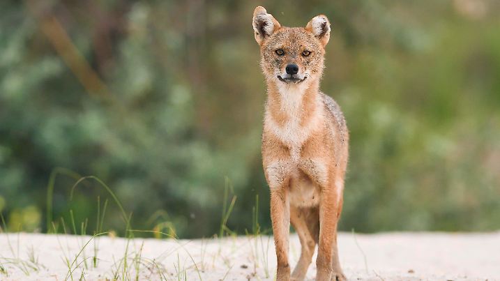Goldschakal Canis aureus steht auf Sandboden, Donaudelta, Rumänien, Europ