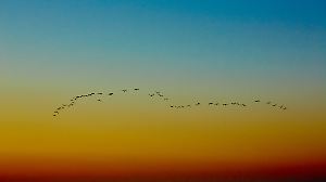 Viel Sonne mit einzelnen Schauern im Osten - Zugvögel nutzen milden Winter