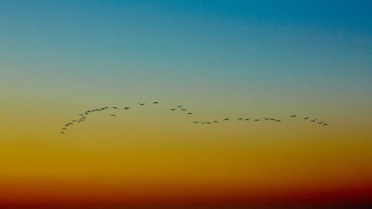 Viel Sonne mit einzelnen Schauern im Osten - Zugvögel nutzen milden Winter