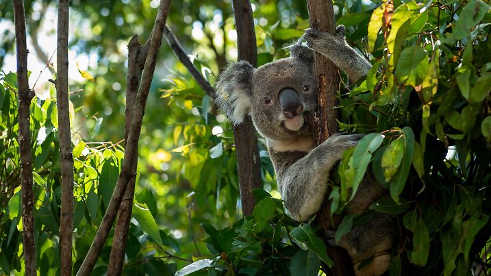 koala in a tree