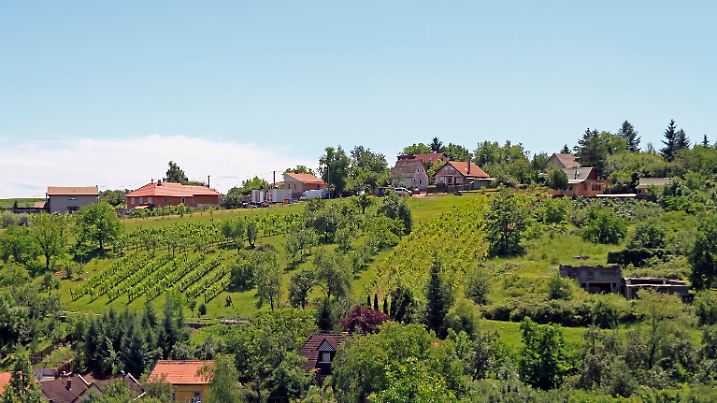 Vineyards in the outskirt of Eger, Hungary