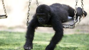Baby gorilla 'Zeytin' in Istanbul gets ready to move to Nigeria