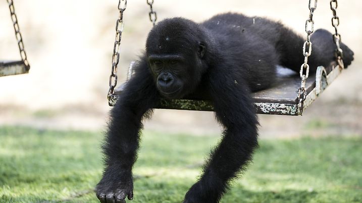 Baby gorilla 'Zeytin' in Istanbul gets ready to move to Nigeria