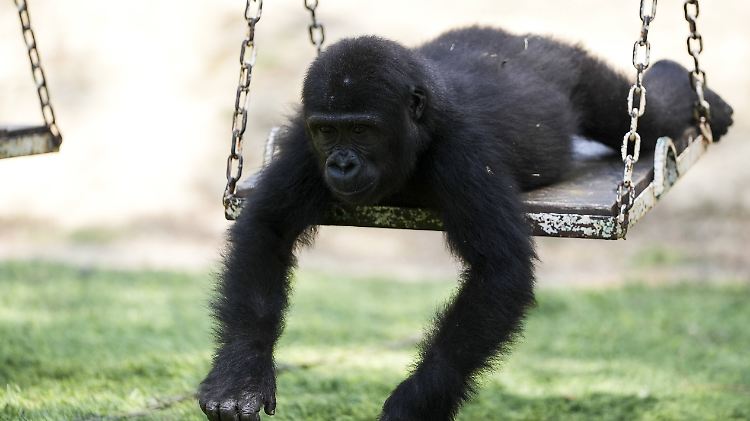 Baby gorilla 'Zeytin' in Istanbul gets ready to move to Nigeria