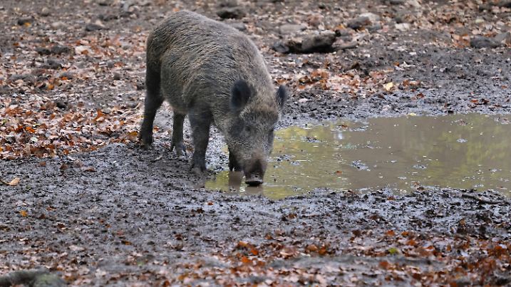 Ausflug zum Tierpark Hexentanzplatz Thale im Harz im Bundesland Sachsen-Anhalt. u.B.z. Wildschweine in verschiedenen Ak