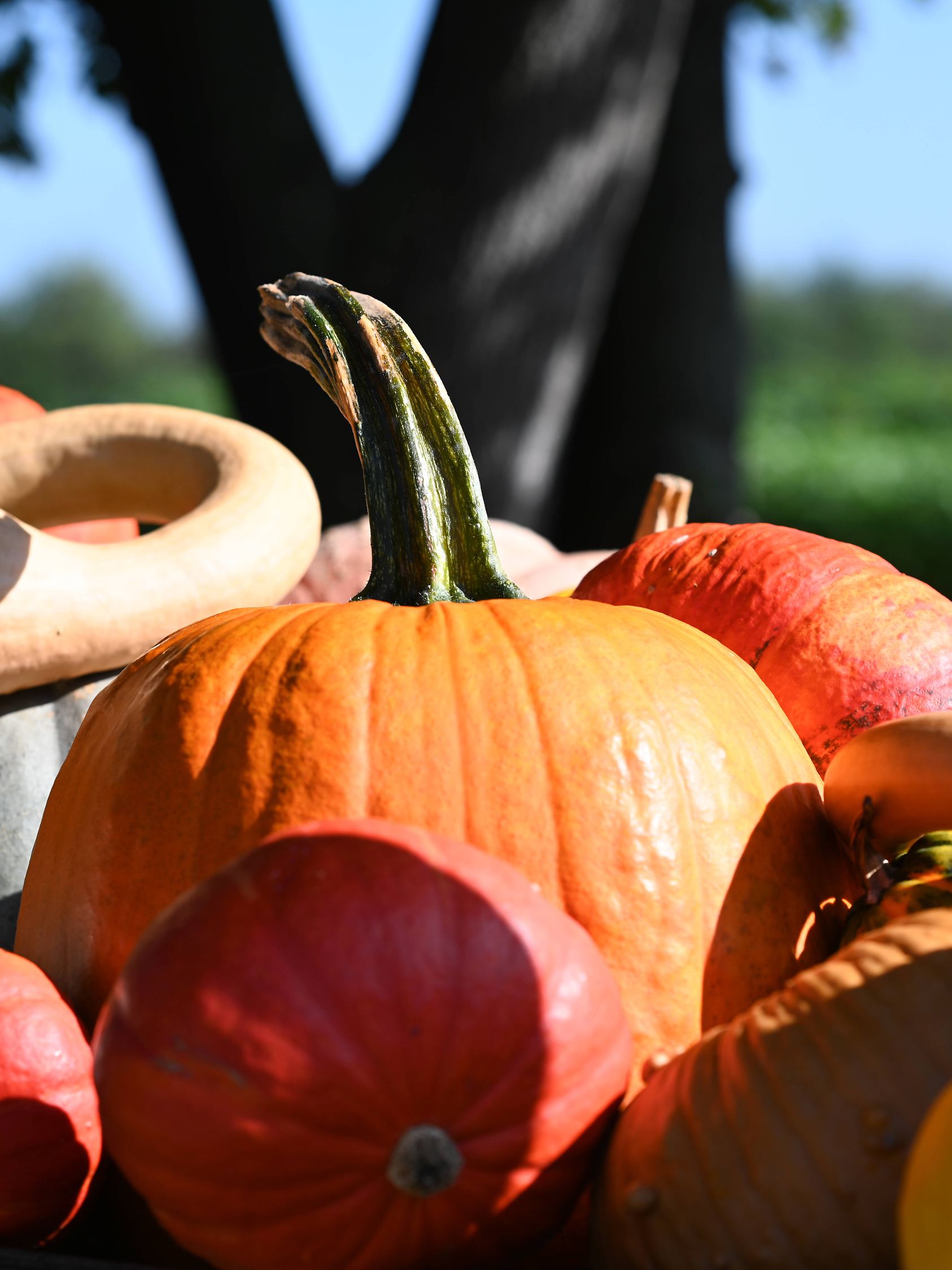 WETTER 14 TAGE VROUWENPOLDER visual data 7