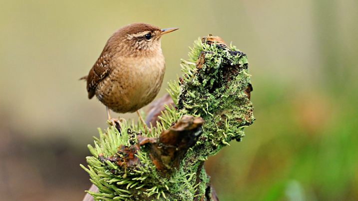 Zaunkönig (Troglodytes troglodytes)