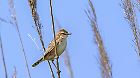 Zilpzalp, Streifenfächerrohrsänger (Cisticola juncidis cisticola) im...