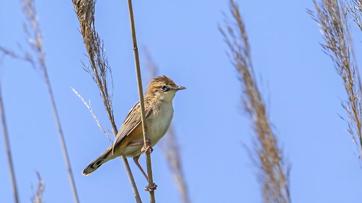 Zilpzalp, Streifenfächerrohrsänger (Cisticola juncidis cisticola) im...