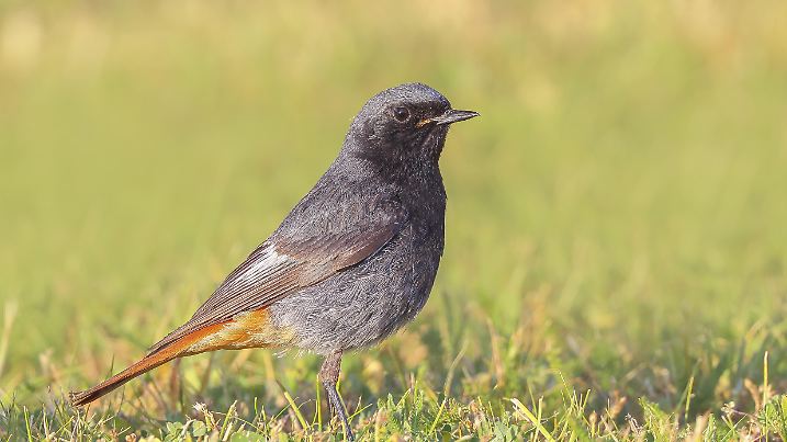 Hausrotschwanz (Phoenicurus ochruros), Männchen steht im Gras, Wildlife...