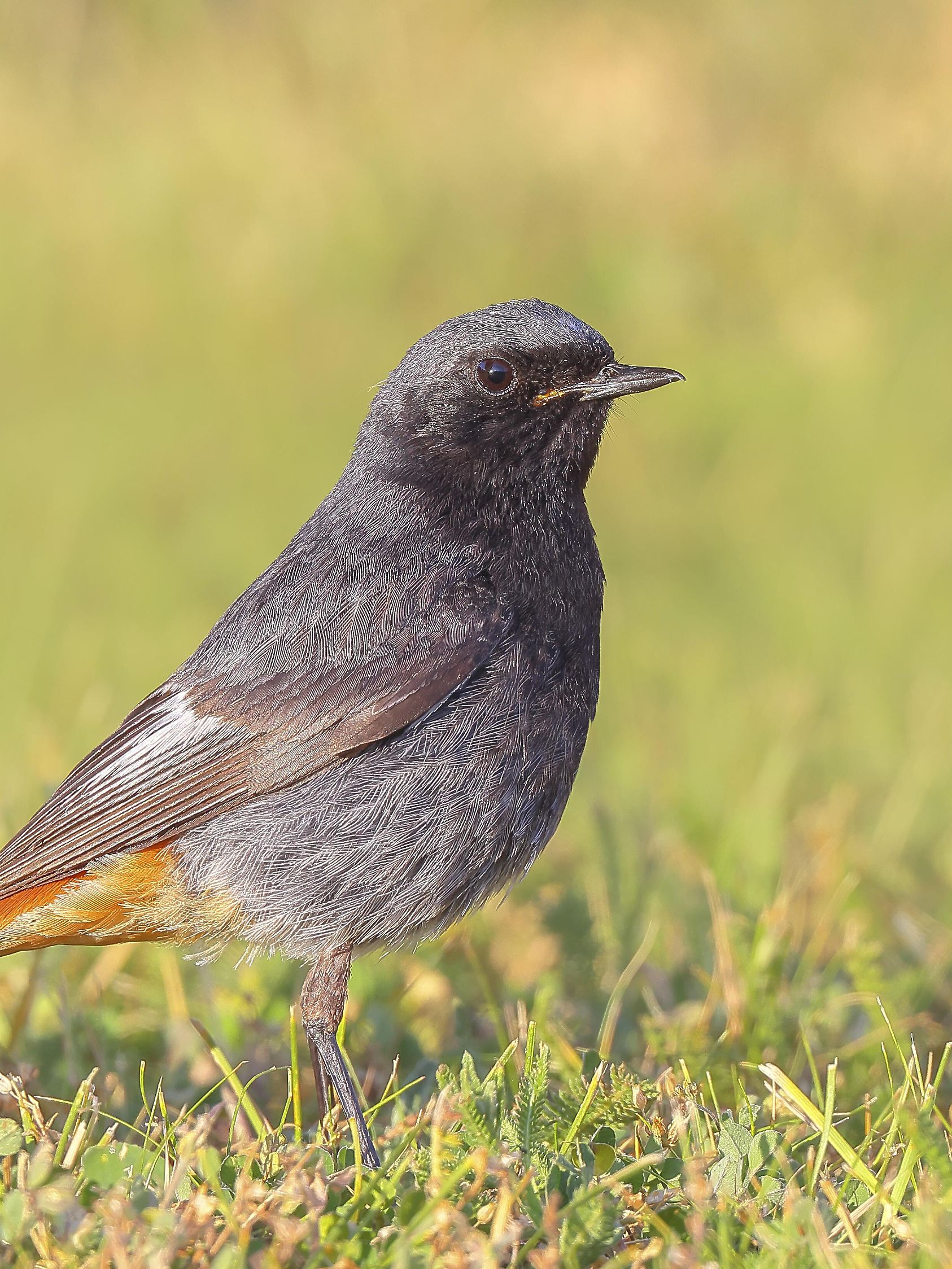 Hausrotschwanz (Phoenicurus ochruros), Männchen steht im Gras, Wildlife...
