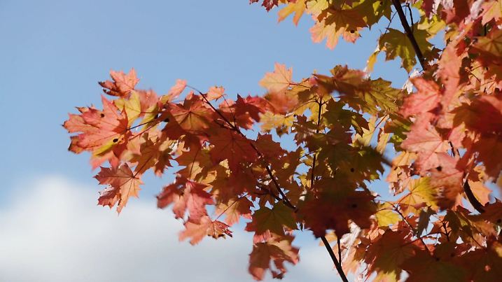 42-Tage-Trend: Oktober kann golden werden, aber auch ziemlich kalt