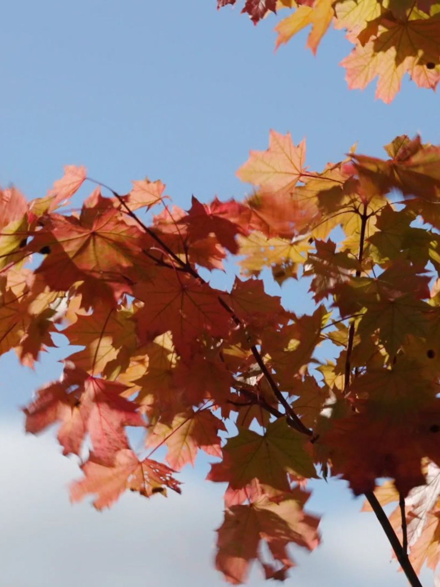 42-Tage-Trend: Oktober kann golden werden, aber auch ziemlich kalt