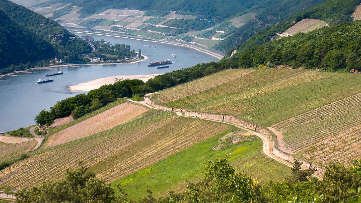 „View over Mittelrheintal, Germany - River Rhine with industrial ships and large sandbanks due to long-lasting drought in spring 2011”