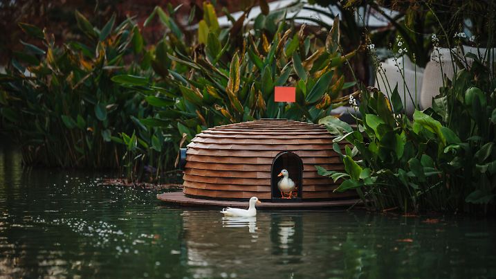 Was für ein Luxus: Glückliche taiwanesische Enten bekommen klimatisierte Häuser spendiert