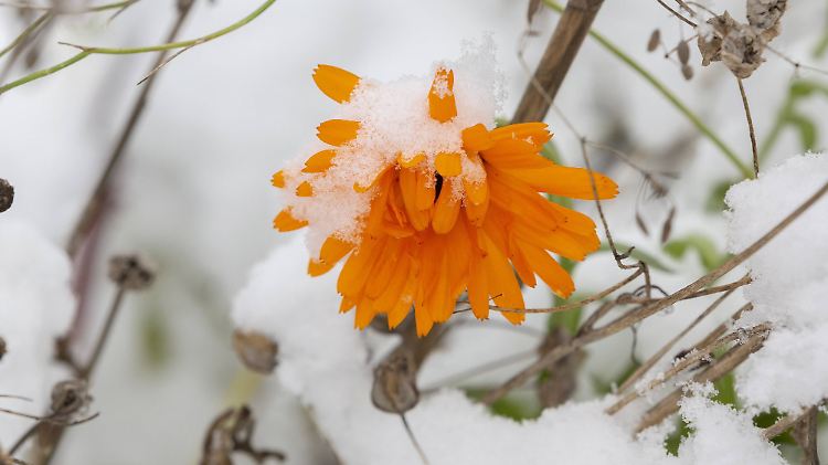 Ringelblumenblüte im Spätherbst mit Schnee *** Marigold blossom in late autumn with snow PUBLICATIONxINxGERxSUIxAUTxHUN