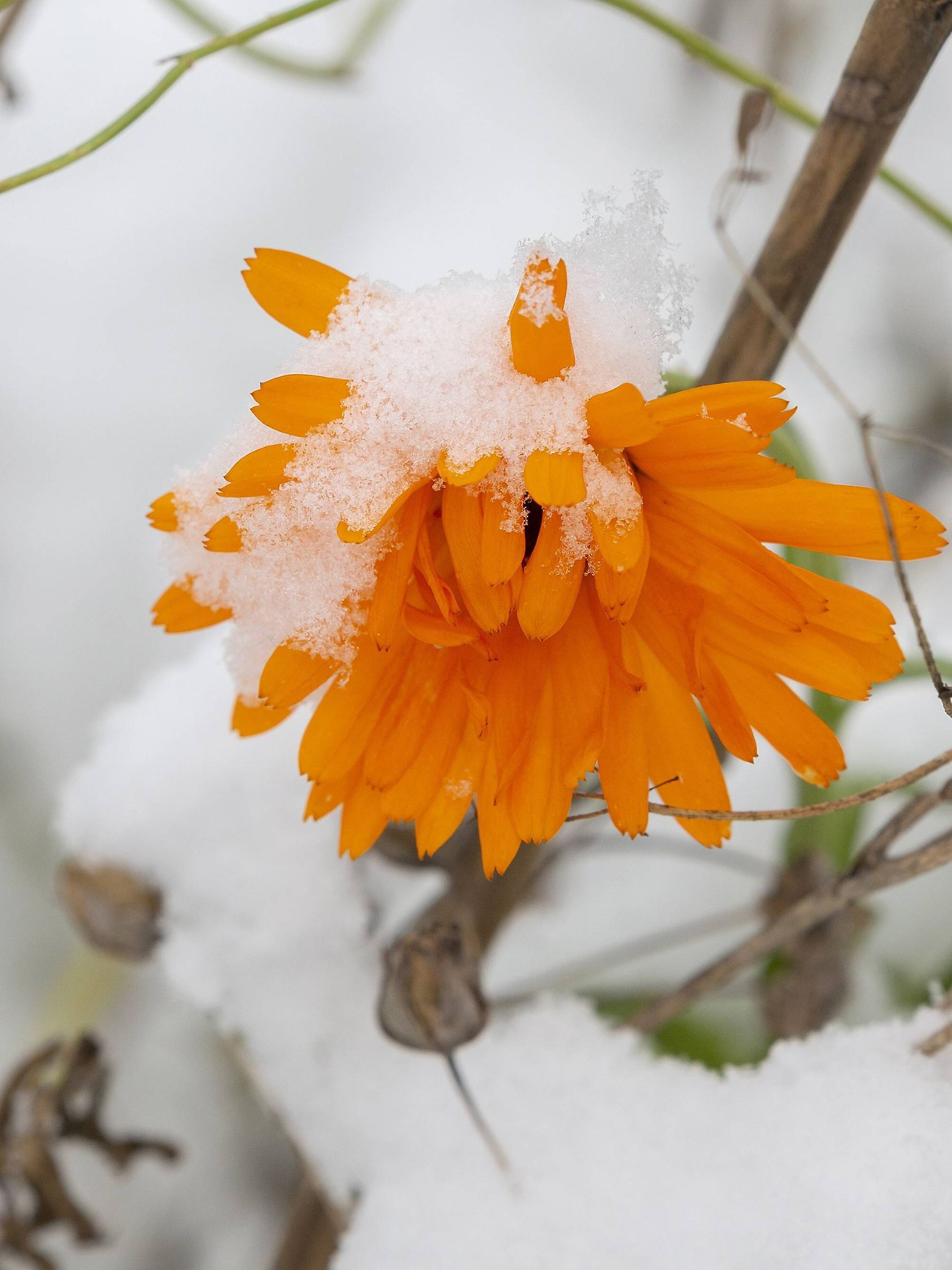 Ringelblumenblüte im Spätherbst mit Schnee *** Marigold blossom in late autumn with snow PUBLICATIONxINxGERxSUIxAUTxHUN