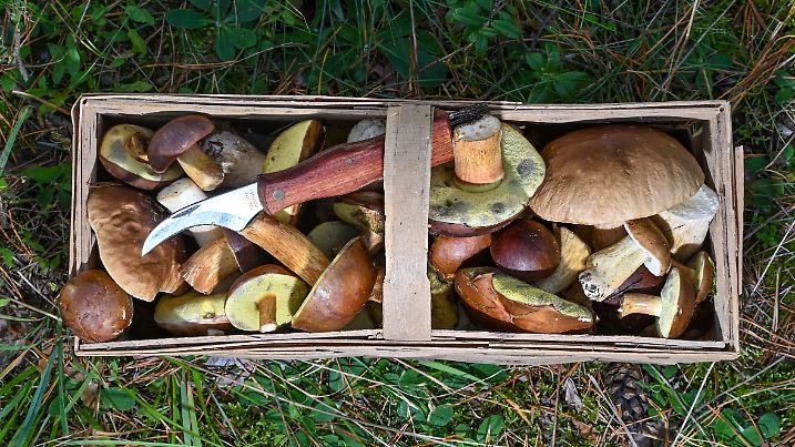 Pilzsaison