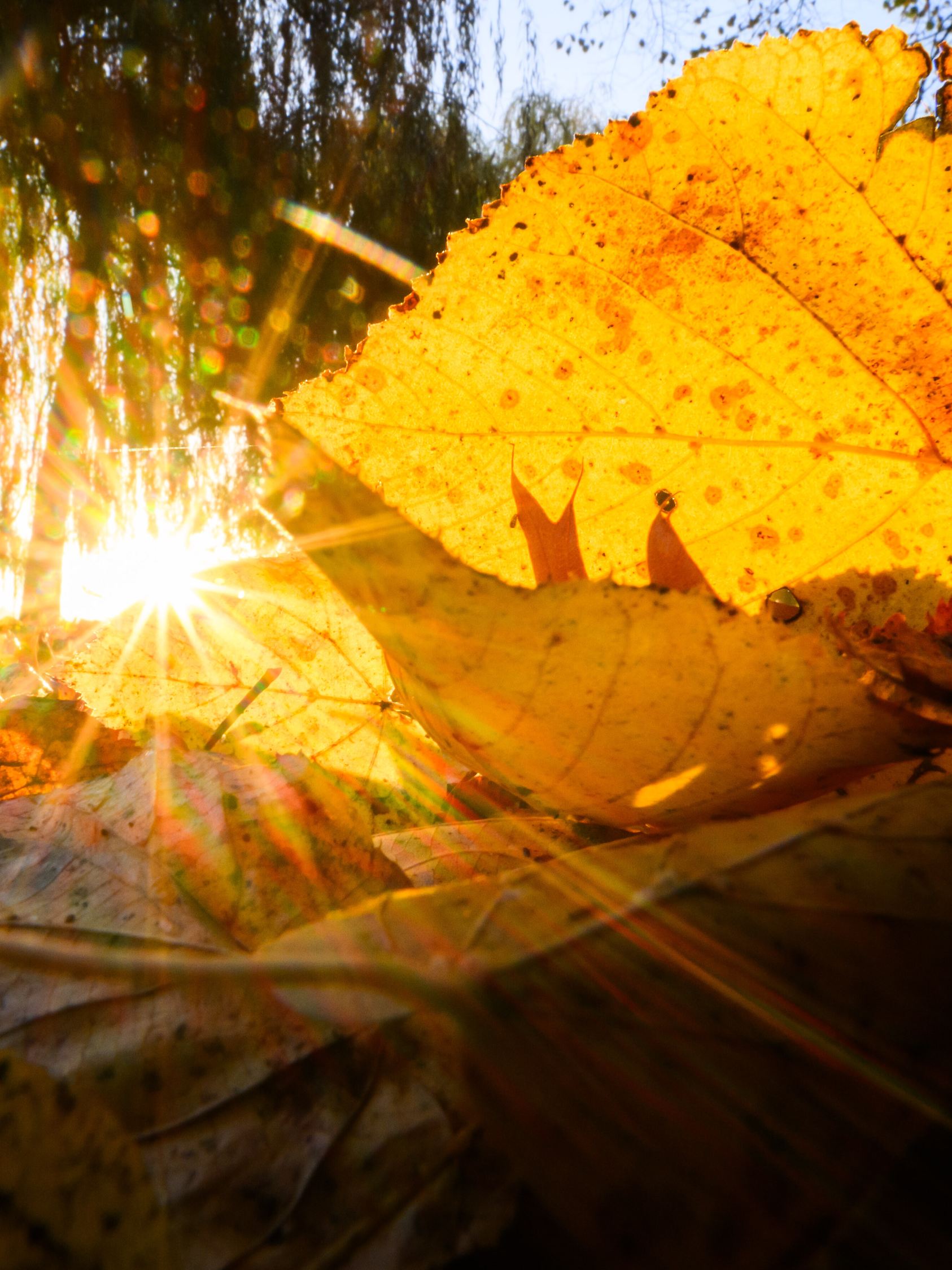 Herbst in Hannover