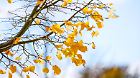 Symbolfoto Herbstwetter DEU/Deutschland/Brandenburg/Welzow, 13.10.2024, Symbolfoto Herbstwetter, letzte Laubblaetter hae