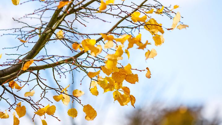 Symbolfoto Herbstwetter DEU/Deutschland/Brandenburg/Welzow, 13.10.2024, Symbolfoto Herbstwetter, letzte Laubblaetter hae