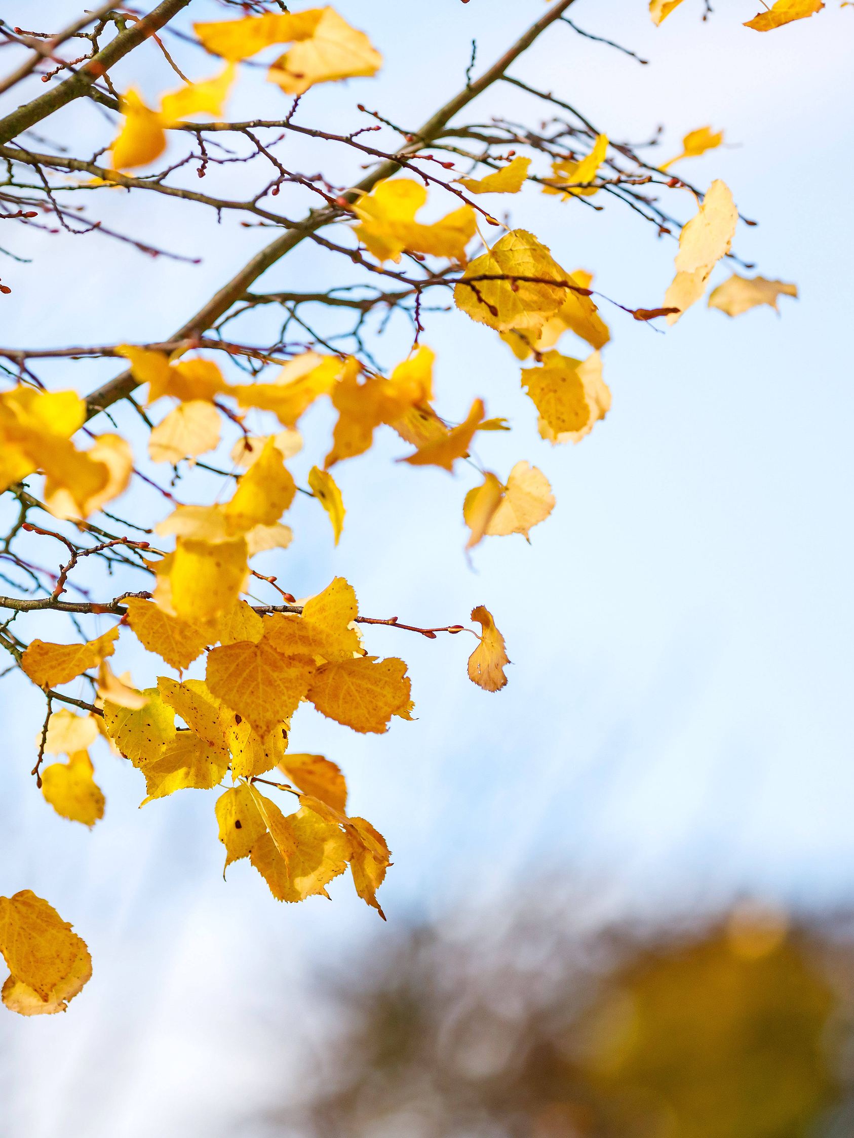 Symbolfoto Herbstwetter DEU/Deutschland/Brandenburg/Welzow, 13.10.2024, Symbolfoto Herbstwetter, letzte Laubblaetter hae