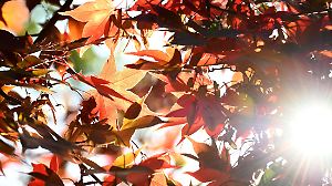 Sonnenschein im Herbst