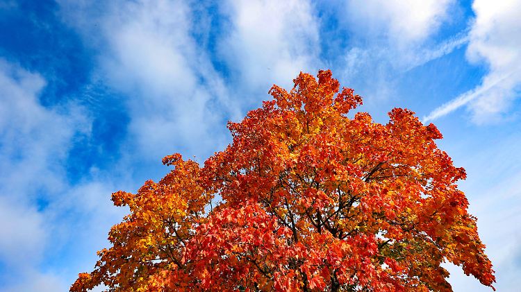 Goldener Oktober, dass bunte Herbstlaub an einem Baum in Siegen-Achenbach leuchtet am Mittag in der Herbstsonne. Der Him