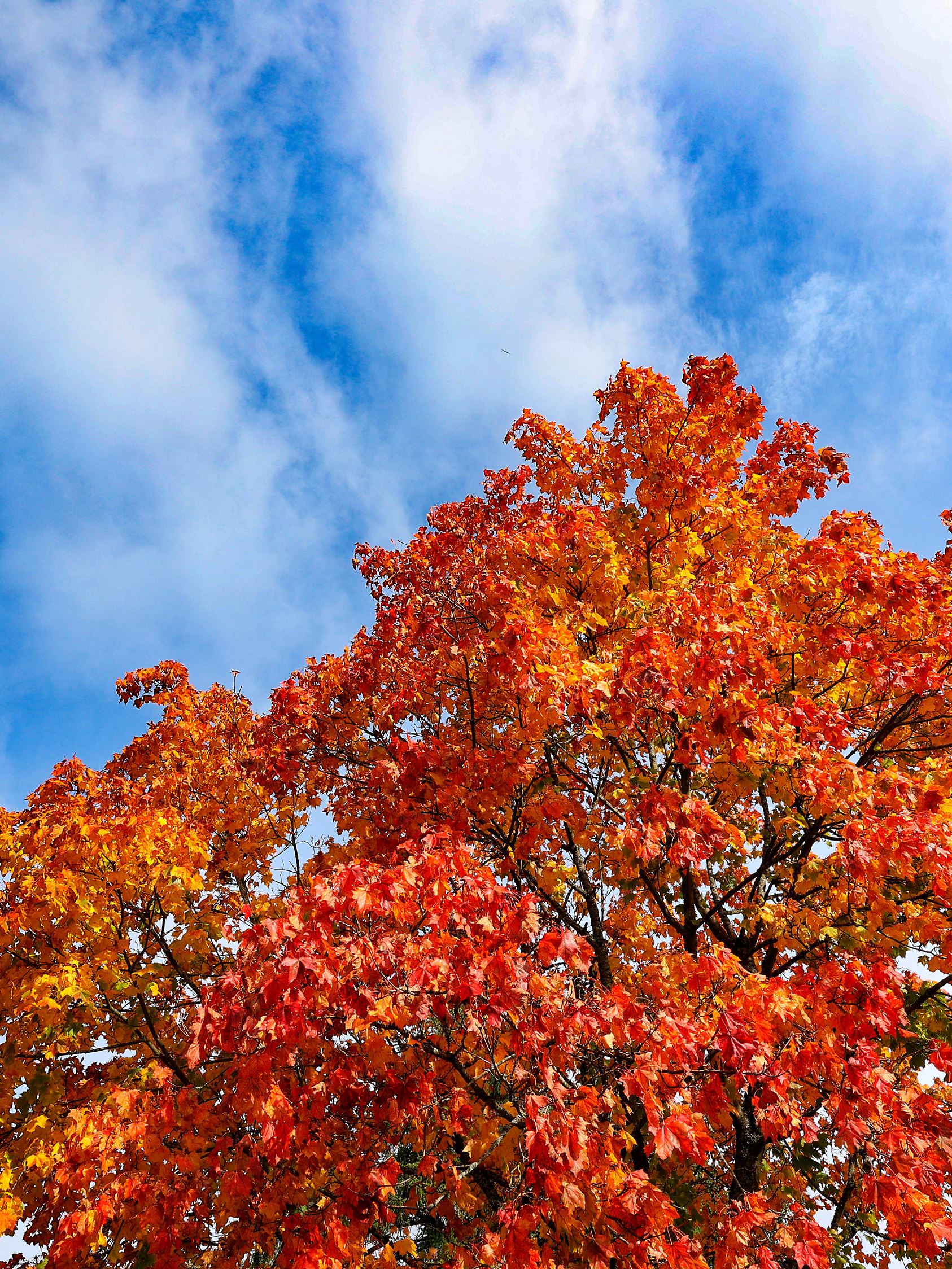 Goldener Oktober, dass bunte Herbstlaub an einem Baum in Siegen-Achenbach leuchtet am Mittag in der Herbstsonne. Der Him