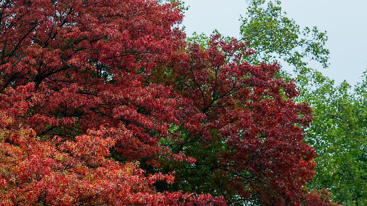 Herbst in Düsseldorf