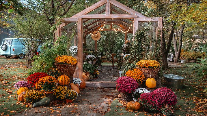 Ein rustikales Gewächshaus zeigt leuchtende Herbstblumen und Kürbisse, umgeben von farbenfrohem Laub. Die Szenerie strahlt eine warme Atmosphäre aus – perfekt für herbstliche Treffen und Feste.