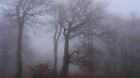 Buchenwald am Stuermer im Herbstnebel, Tschechien, Erzgebirge, Mikulov beech forest on Bourak in autumnal mist, Czech R