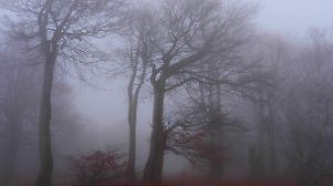 Buchenwald am Stuermer im Herbstnebel, Tschechien, Erzgebirge, Mikulov beech forest on Bourak in autumnal mist, Czech R