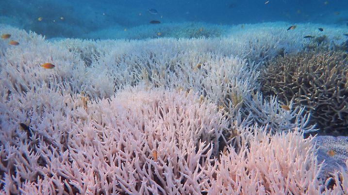 Schwere Korallen-Bleiche im Great Barrier Reef