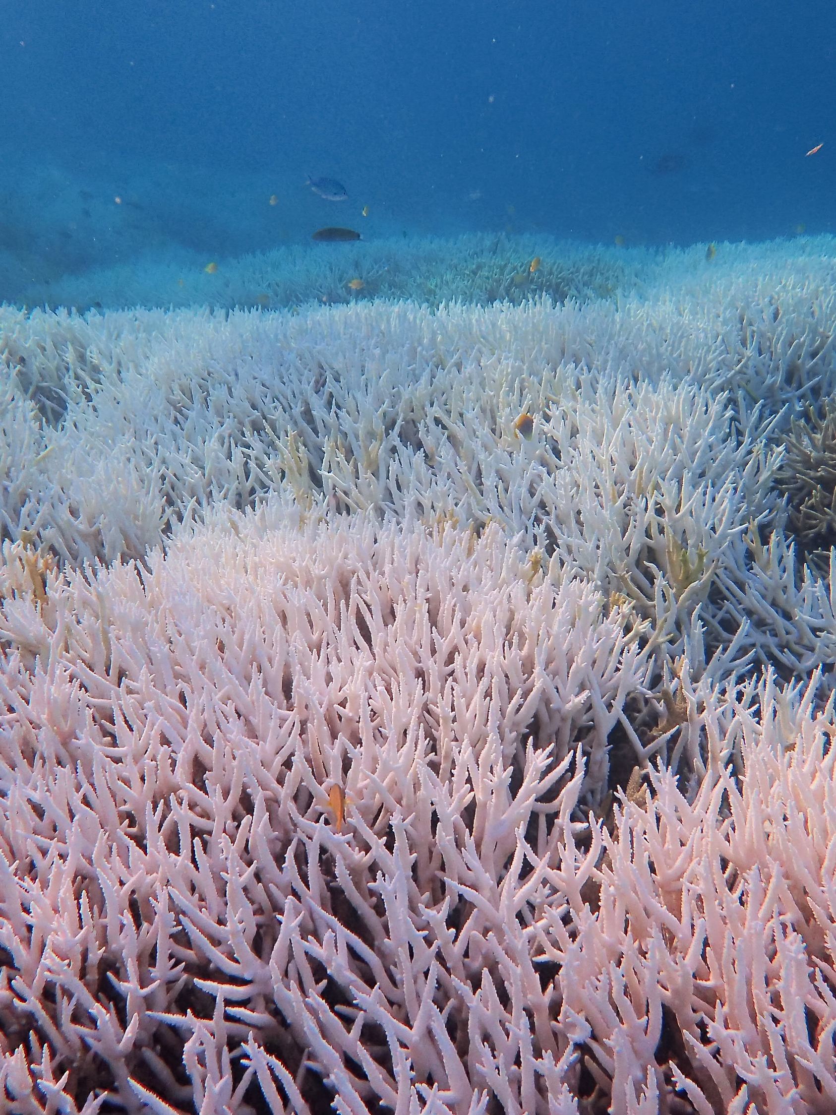 Schwere Korallen-Bleiche im Great Barrier Reef