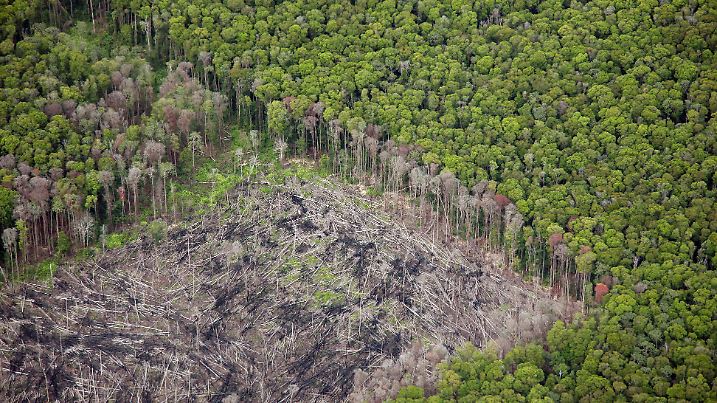 Der Amazonas-Regenwald in Brasilien wird immer weiter abgeholzt oder mit Feuer gerodet.