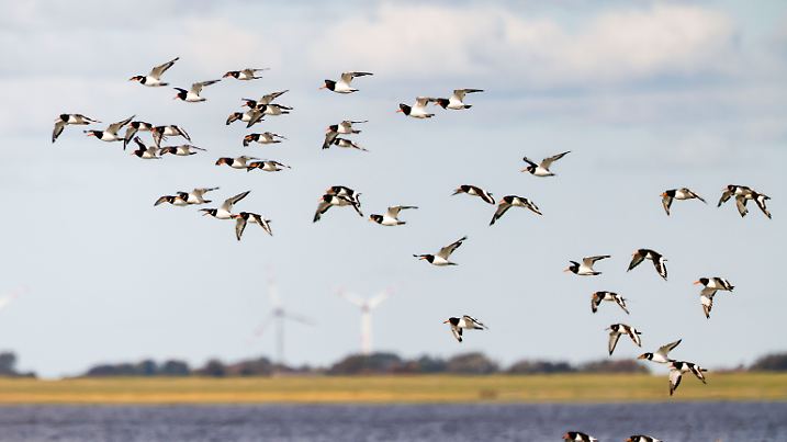 Weltnaturerbestätte Wattenmeer