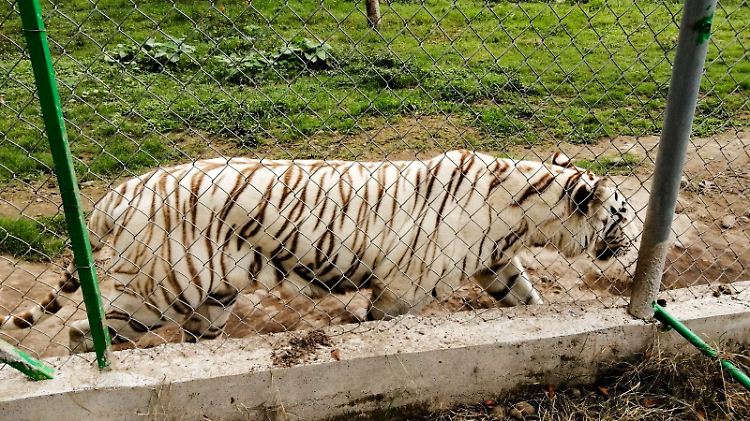 Mexiko, Xicotepec: Die undatierte Aufnahme zeigt einen bengalischen Tiger im Zoo Parque Animalia. 