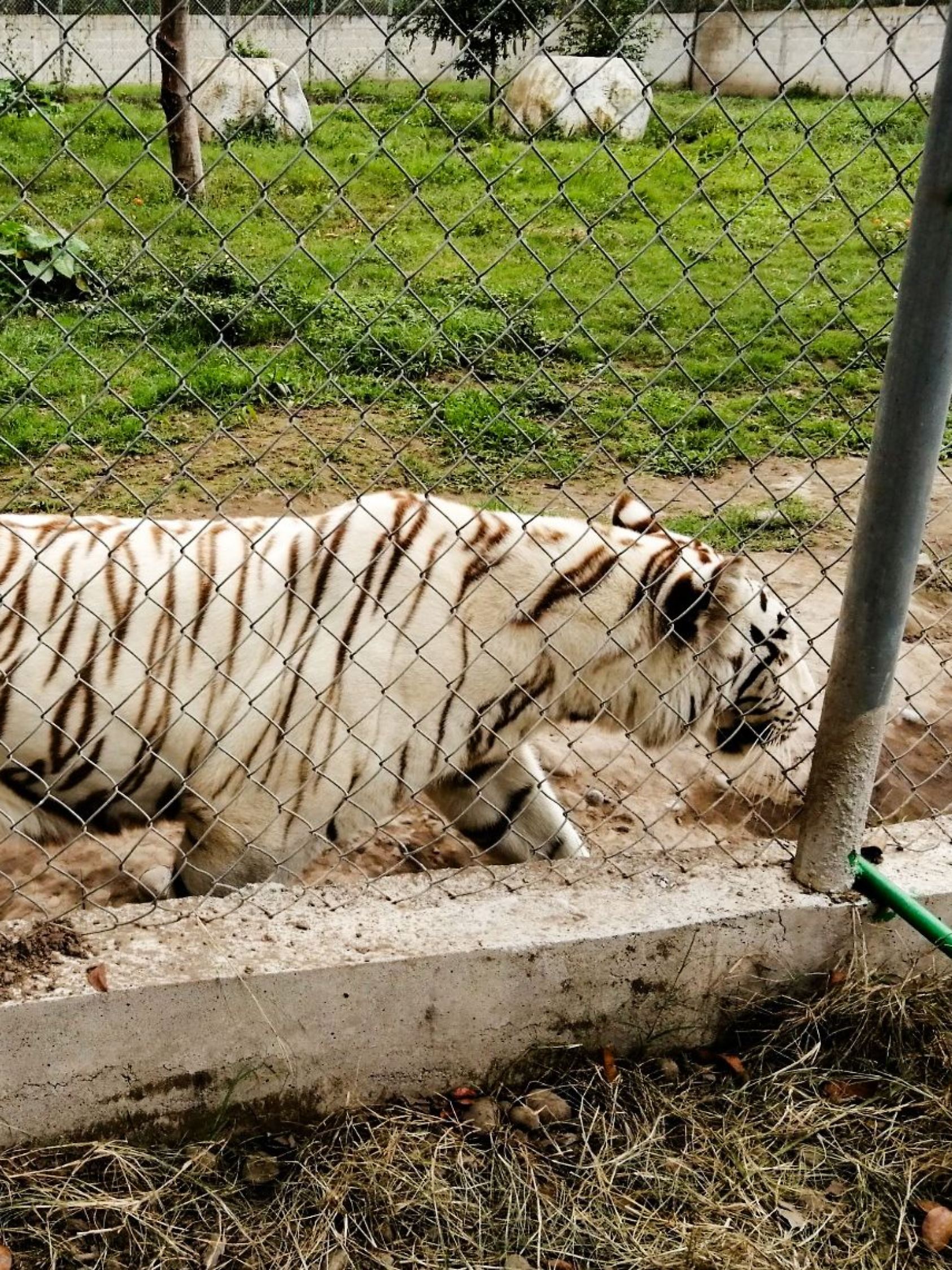 Mexiko, Xicotepec: Die undatierte Aufnahme zeigt einen bengalischen Tiger im Zoo Parque Animalia. 