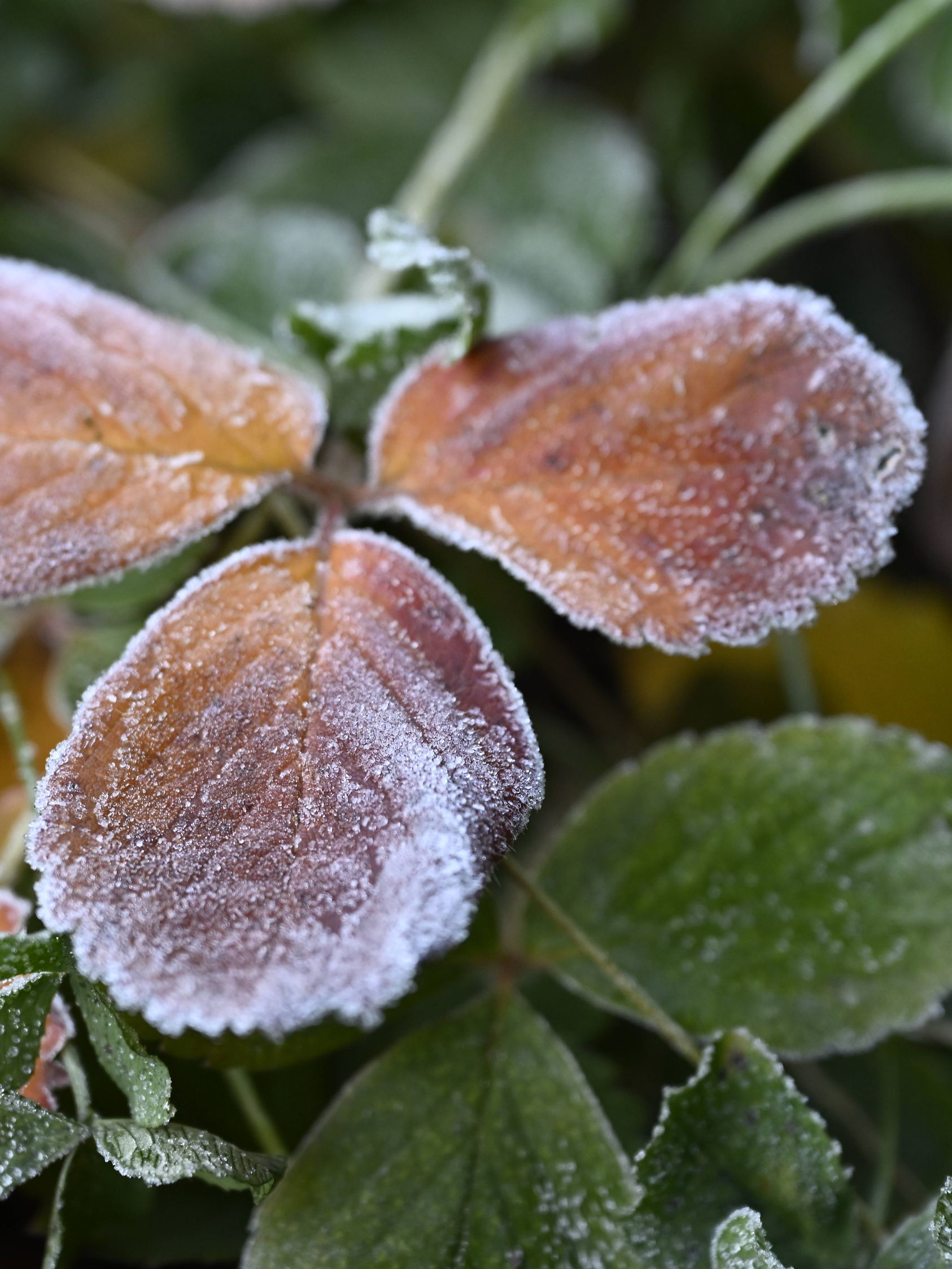 Frost in den Nächten am Wochenende