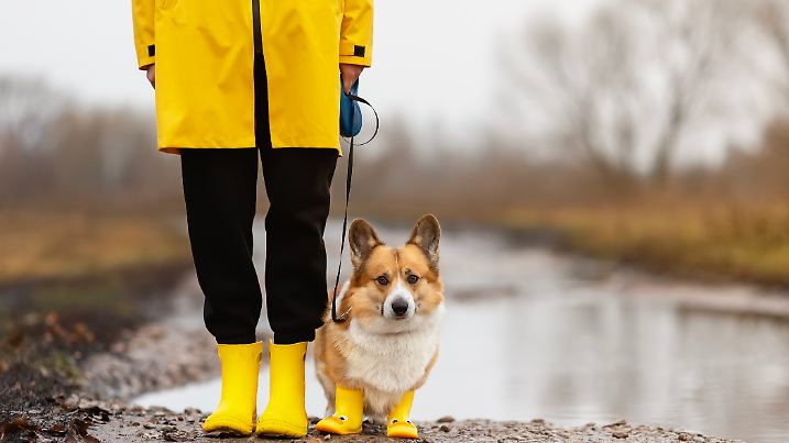 Hier will jemand so gar nicht gerne durch den Regen gehen.