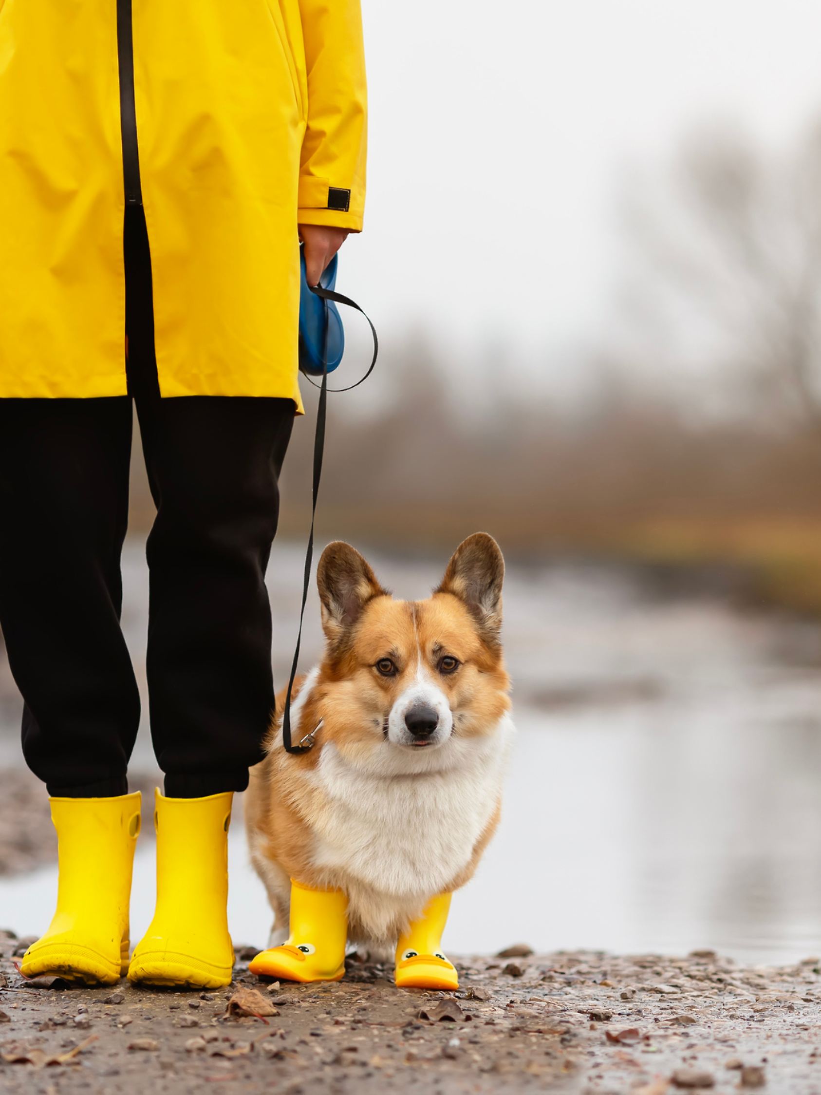 Hier will jemand so gar nicht gerne durch den Regen gehen.