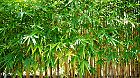 bamboo fence or Green bamboo forest nature background