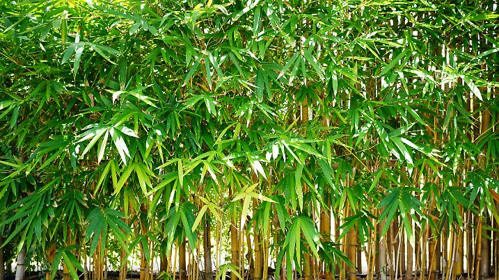 bamboo fence or Green bamboo forest nature background