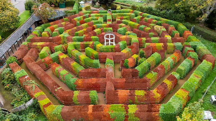 Der Herbst ist da: Das aMazing Hedge Puzzle in Ross-on-Wye ist nun wie üblich wegen der Neubepflanzung der Bäume geschlossen
